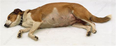 Heavily Pregnant Dog Stock Image C0516015 Science Photo Library