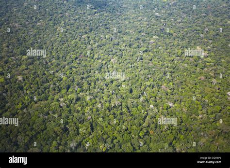 Aerial View Of Amazon Rainforest Manaus Amazonas Brazil South