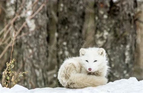 Arctic Fox Standing In The Snow Stock Photo Image Of Habitat Animal