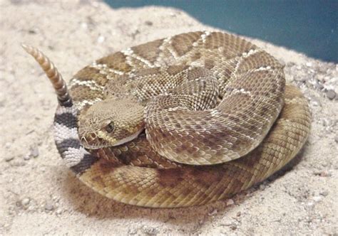 Eine ihrer einzigartigen anpassungen an das wasserreich ist die fähigkeit, sauerstoff durch die hautoberfläche zu. Die giftigsten Schlangen der Welt: Diamantklapperschlange ...