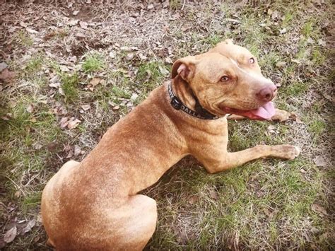 Listen to the best pitbull shows. Red Nose Pitbull 101: What You Need to Know - K9 Web