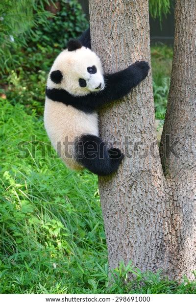 Baby Panda Climb Tree Stock Photo 298691000 Shutterstock