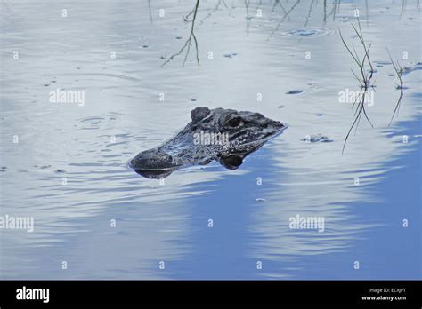 Alligator In Florida Swamp Stock Photo Alamy