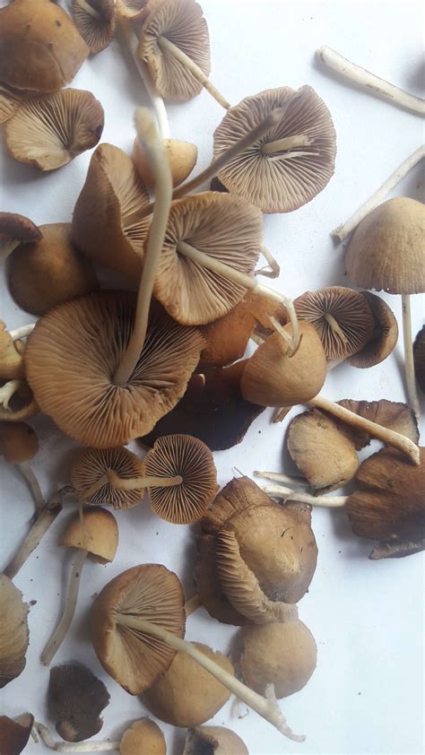 Magic Mushrooms In Pakistan All Mushroom Info