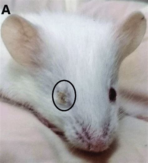Balbc Mice With Mayv Infected Below The Forelimb Animals Showing Eye