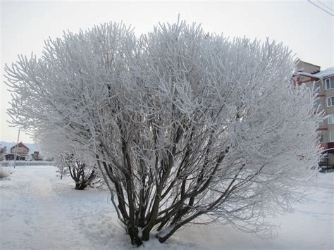 Деревья И Кустарники Зимой Картинки Telegraph