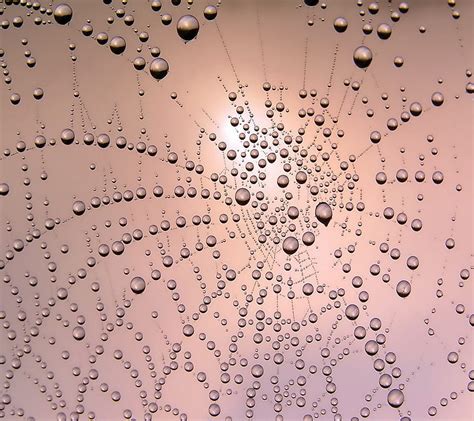 Morning Dew On Web Dew Drops Morning Web Hd Wallpaper Peakpx