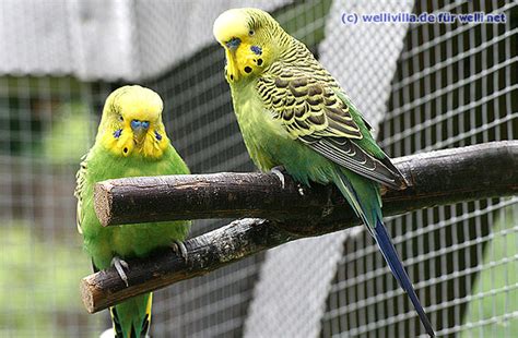 Bilder finden, die zum begriff wellensittiche passen. Geschichte der Wellensittiche - Wellensittich-Portal Welli.net