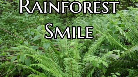 Rainforest Smile Youtube