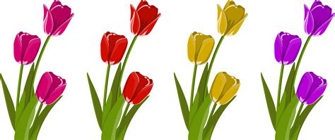 Cut Flowers Tulip Petal Tulips Png Download 24001008 Free