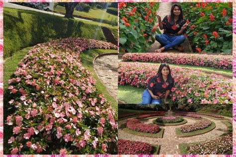 Beautiful Flower Garden In Sri Lanka Best Flower Site