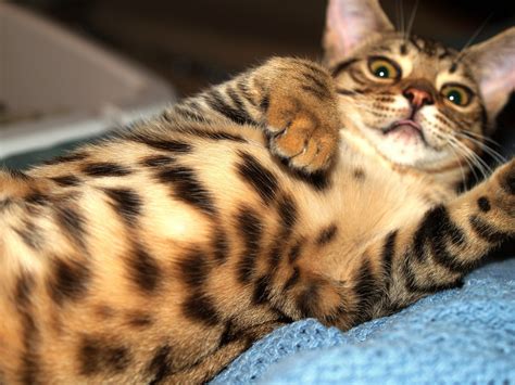 Последние твиты от bengal cats (@thebengalcats). Playful Bengal cat wallpapers and images - wallpapers ...