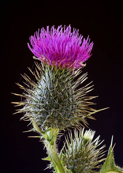 Scottish Thistle Symbol Of Scotland And The Clan Plant For The