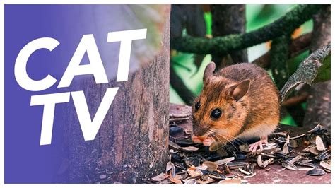 CAT TV Mouse In The Hole Rodents In The Wild ULTIMATE Video For