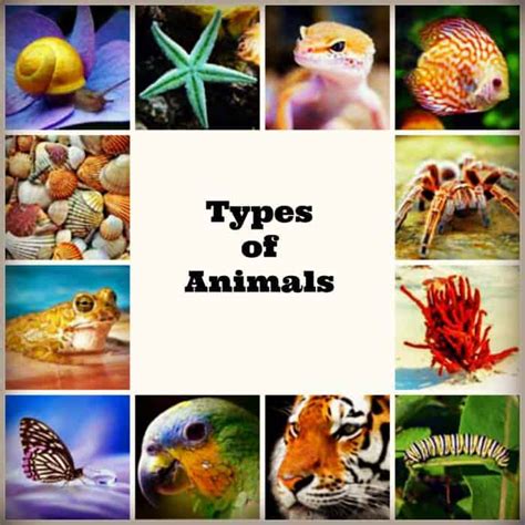 Types Of Animals