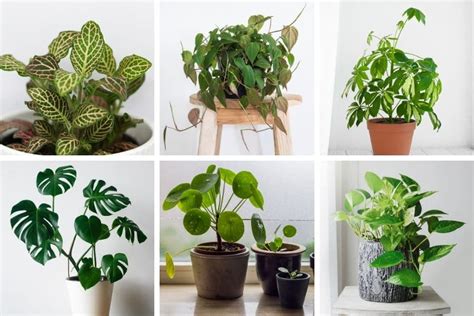 Easy Houseplants To Propagate With Pictures Smart Garden Guide