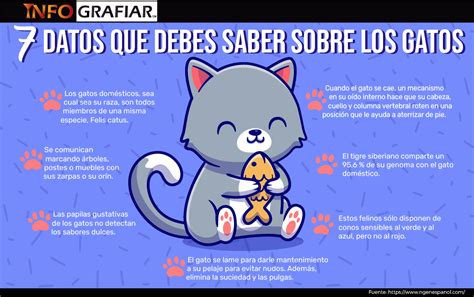 7 Datos Que Debes Saber Sobre Los Gatos Infografiar