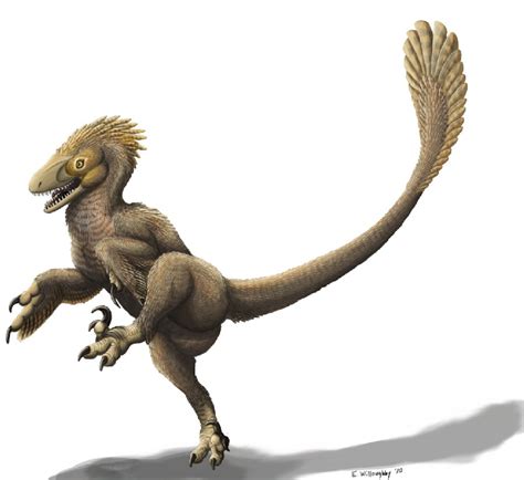 Balaur Pictures And Facts The Dinosaur Database