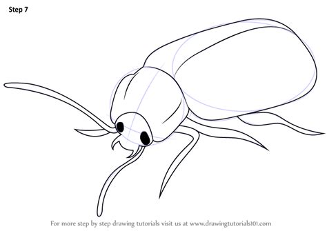 Learn How To Draw A Beetle Insects Step By Step Drawing Tutorials