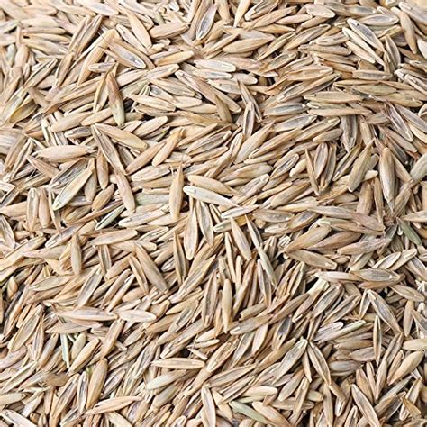 Lawn Seeds Tall Fescue Grass Low Maintenance Ideal Lawn Diy Your Garden