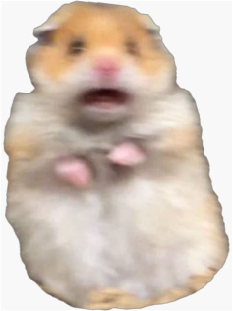 Scared Hamster Meme Sticker For Sale By Ellievivien Redbubble