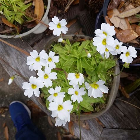 Do not water over the leaves. Pinguicula primuliflora putting on a good show this year ...