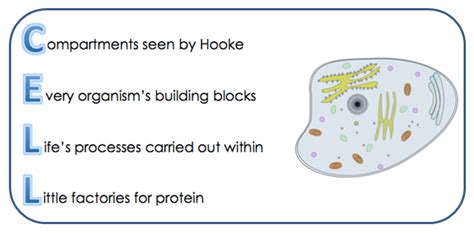 Animal Cell Poems