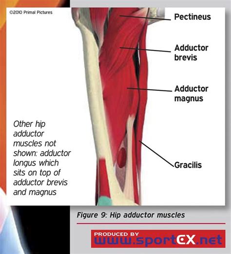 Hip Abductor Muscles Diagram Pt245 Hip Abductor Muscle Force Problem