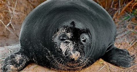 Very Rare Jet Black Seal Spotted Amongst Thousands At Donna Nook