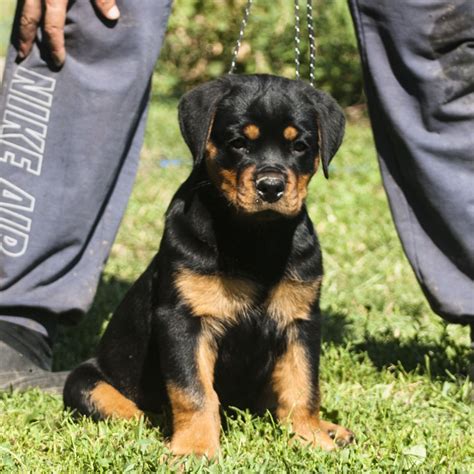 These will be akc registerable german rotties with health warranty,first shots, micro chiped,tails and dew claws removed these will make a wonderful …. rottweiler puppies for sale by german rottweiler breeder vom bullenfeld