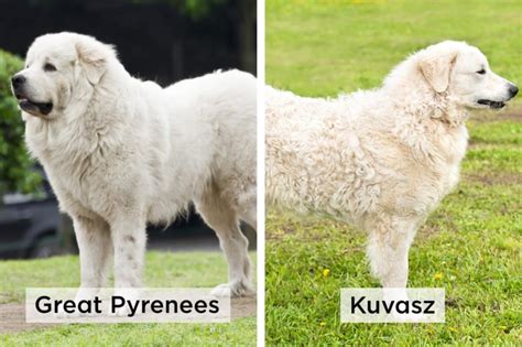 Can You Tell The Difference Between These Nearly Identical Dog Breeds
