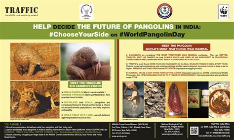 Help Decide The Future Of Pangolins In India Chooseyourside On The