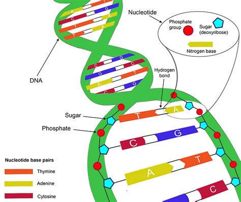 Which pair of nitrogenous bases will form a bond in a dna molecule? Which Pair Of Nitrogenous Bases Will Form A Bond In A Dna ...
