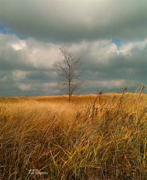 Bare Lone Tree Field Tall Grass Lonely Countryside Fine Etsy