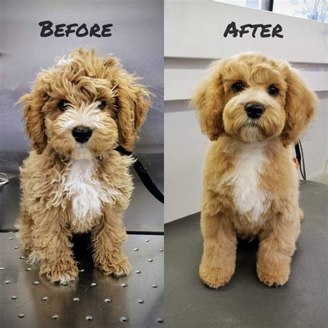 Pin By Mary Sullivan On Cockapoo Grooming Puppy Grooming Cavapoo