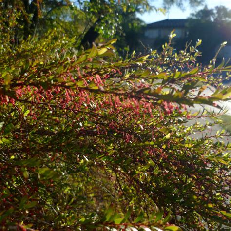 Phyllanthus Multiflorus Queensland Gardening Pages Brisbane And Qld