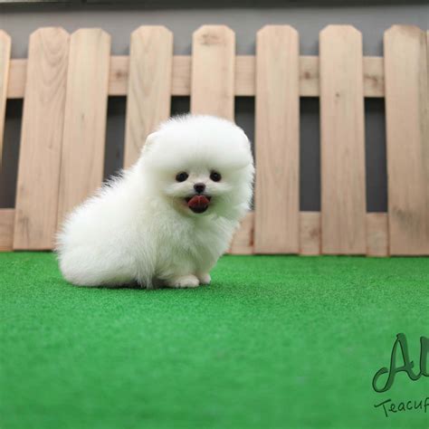 Buzzmicro Teacup Pomeranian Is Only Here Text1646 513