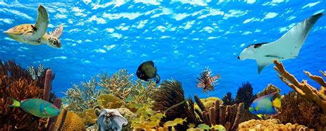 How Can We Restore Marine Ecosystems Perspectives And