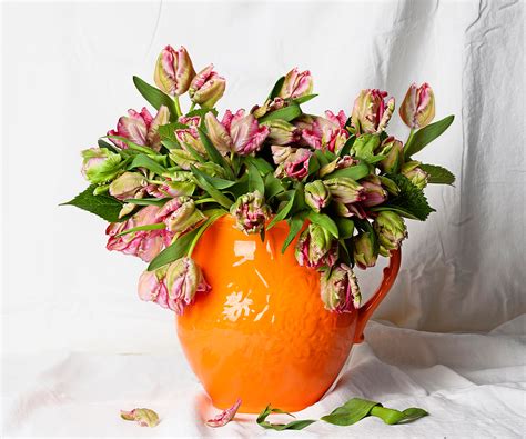 How To Arrange Parrot Tulips Your Home And Garden