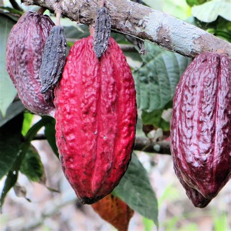 Fresh Cocoa Planting Seeds Cacao Seeds Theobroma Etsy
