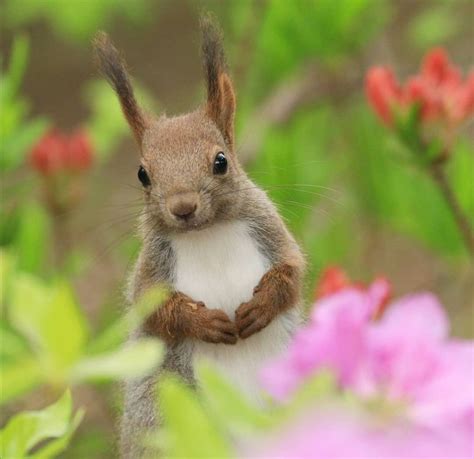Pin By Scubasquirrel On Белочки Cute Squirrel Cute Animals Baby