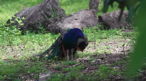 Premium Stock Video A Peacock Grooming Its Feathers