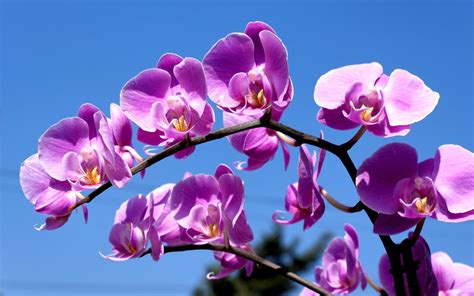 Free Download Purple Orchid Wallpaper Purple Orchid Wallpaper