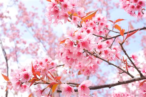 Cherry Blossom Tree Branches 4k Hd Flowers 4k Wallpapers
