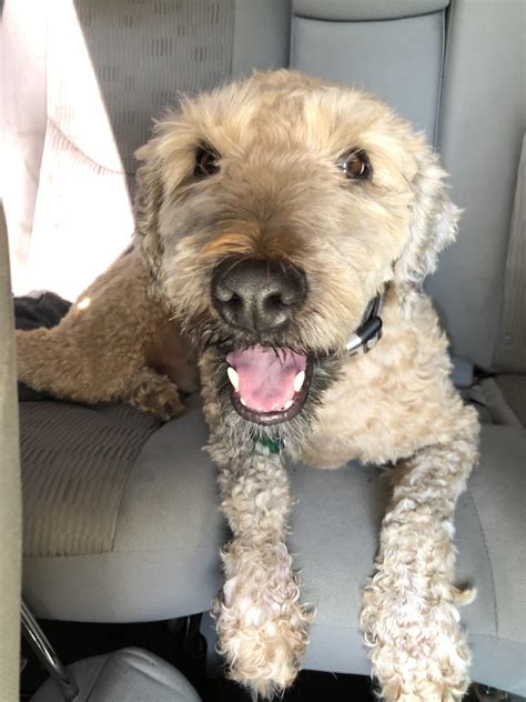 Our adopted Wheaten Terrier named Ranger. He’s tired after a long
