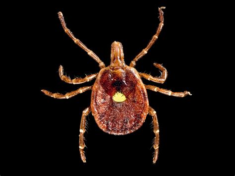 When Lyme Disease Isnt Caught Early The Fallout Can Be Scary