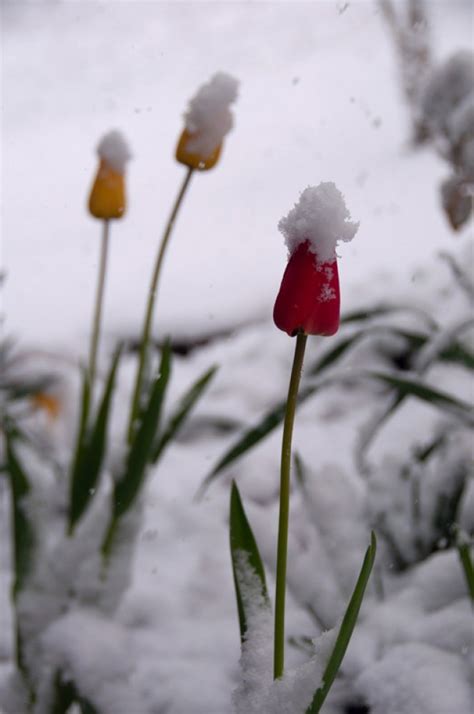 Snowy Spring Day In Vermont