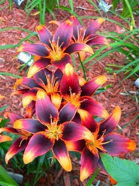 Perennials yield some serious flower power. Lily (Lilium 'Forever Susan ®') in the Lilies Database ...