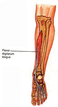 Flexor tendon injury repair has been extensively researched and the literature demonstrates successful repair requires minimal gapping at the repair site or interference with tendon vascularity. Muscles of the Body and Thier Actions Flashcards by ProProfs