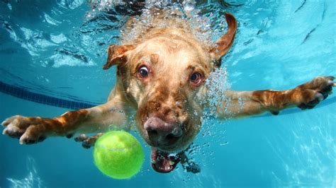 wallpaper labrador dog underwater cute animals funny animals
